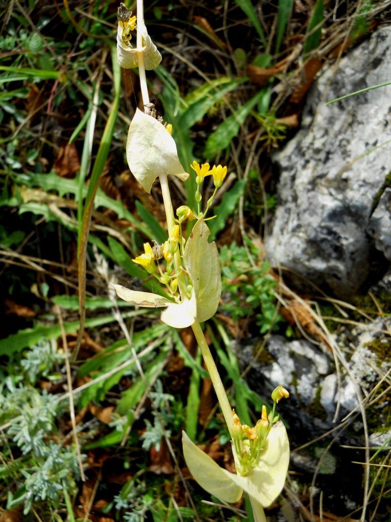 Blackstonia perfoliata